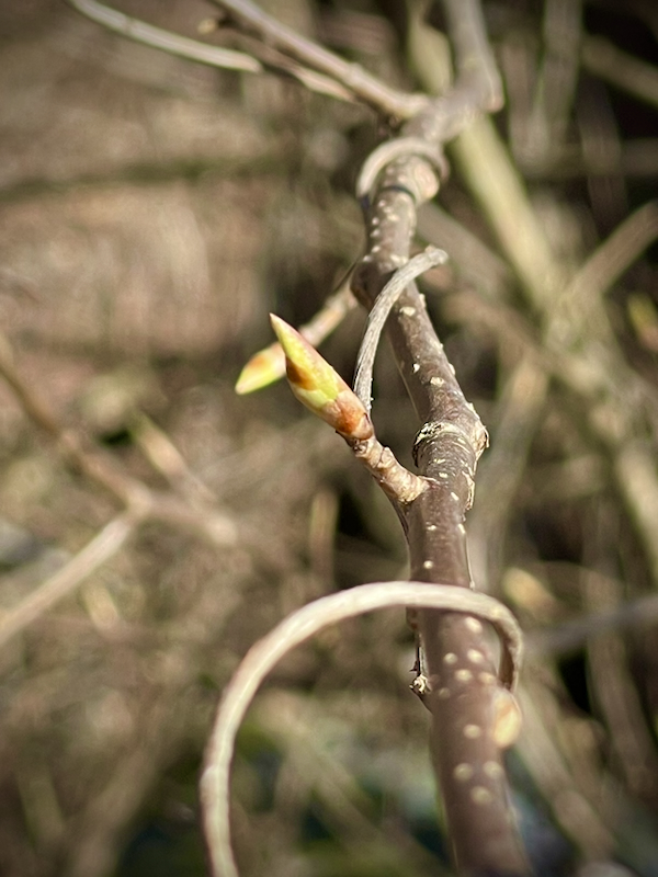 Aikaa on. Kuvassa puun oksa, jossa aukeamaisillaan oleva lehden silmu.