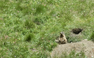 Murmeli istuu kivellä. Vieressä näkyy pesäkoko. 