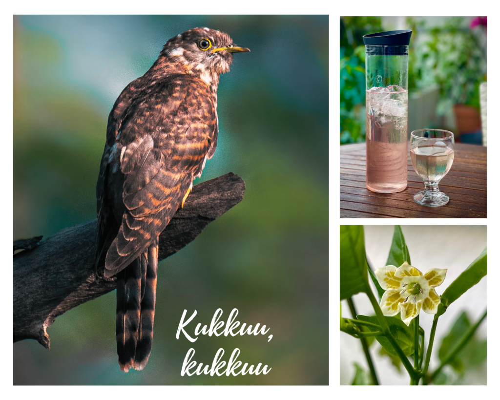 Kesäkuun valoja ja varjoja. Kuvakollaasi jossa käki, mehukannu sekä chilin kukka. 