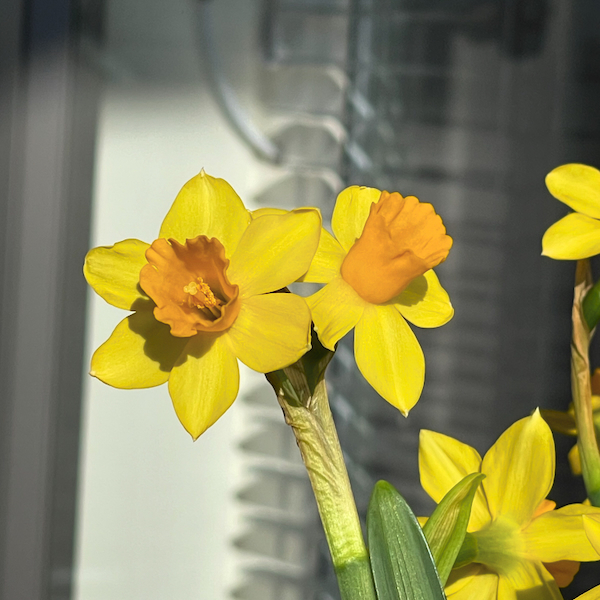 Maaliskuun opit ja flopit. Keltainen pikkunarsissi aurongossa.