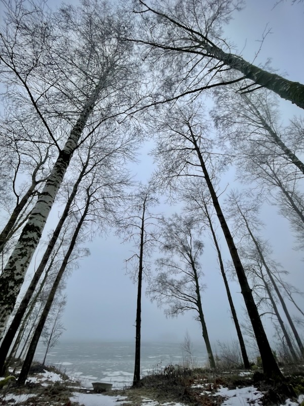 Aika nollata. Kuvassa kuvattuna koivuja taivasta vasten sumuisena ja harmaana päivänä.