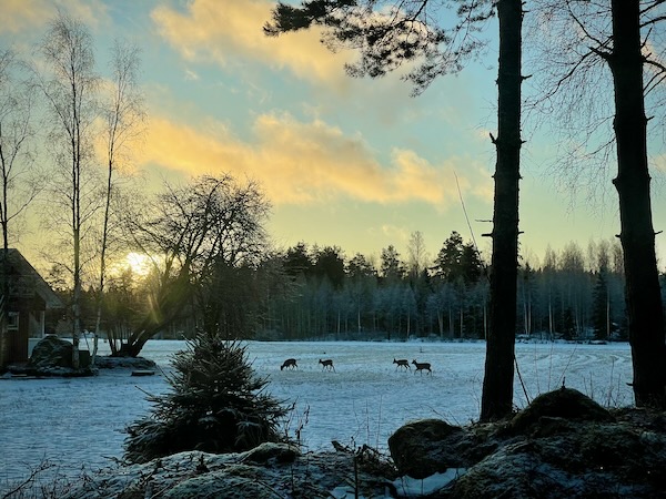 Aika nollata. Kuvassa peuralauma ylittämässä pientä peltoaukeaa.