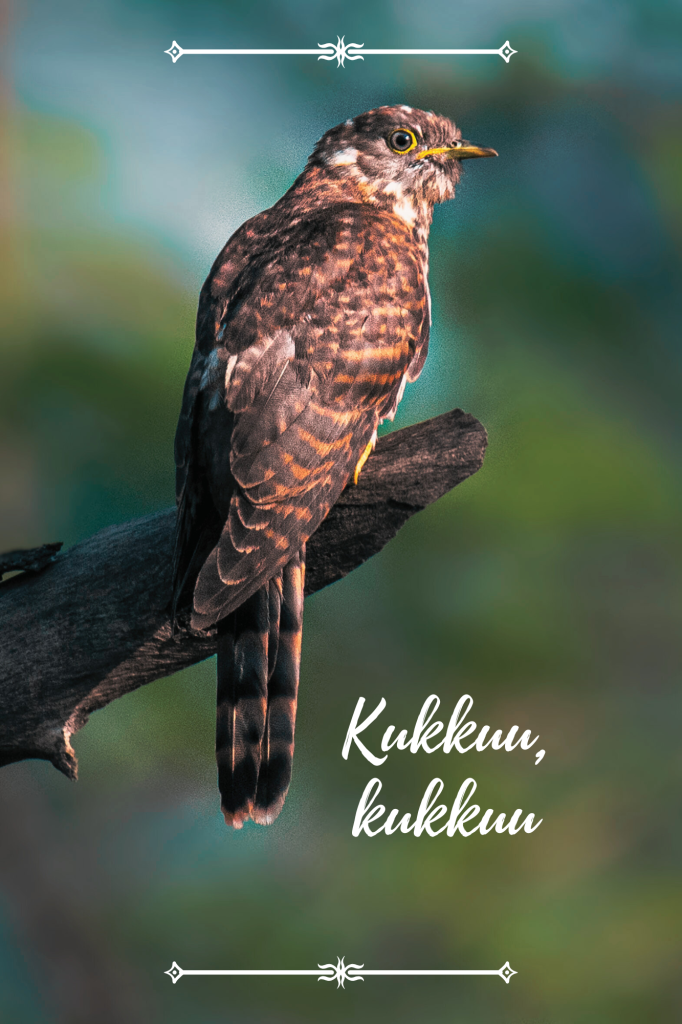 Kesäkuun valoja ja varjoja. Kuvassa käki puun oksalla ja sanat Kukkuu, kukkuu