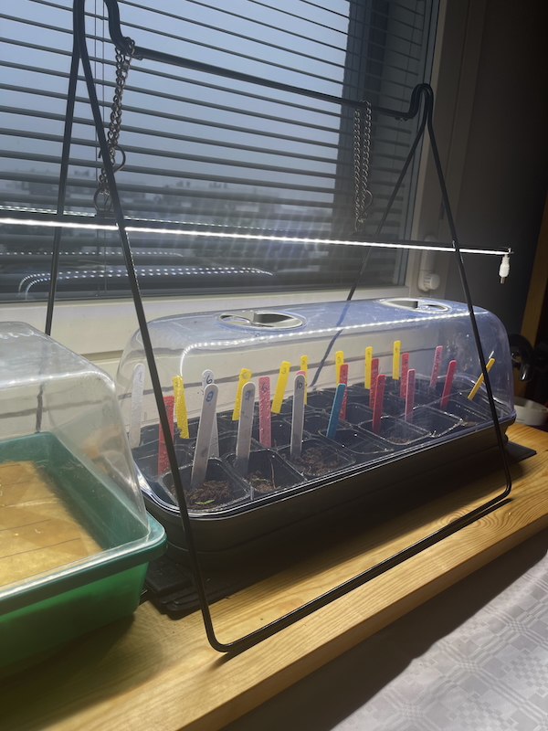 Kevät alkaa kalenterista. Kuvassa kuvullinen kasvulaatikko pienille taimille. Laatikko on ikkunan edessä ja sen yläpuolella on valokisko.